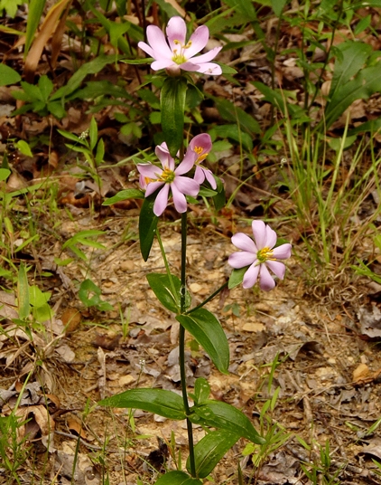 {Sabatia capitata}